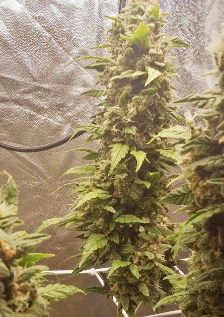 Быстрый рост куста на 13 неделе выращивания Куст конопли Critical XXL Auto перед харвестом