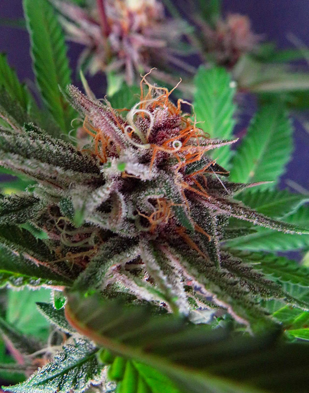 Харвест конопли Соцветие Grandmommy Purple