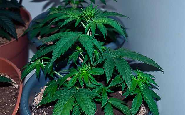 Формирование листьев конопли