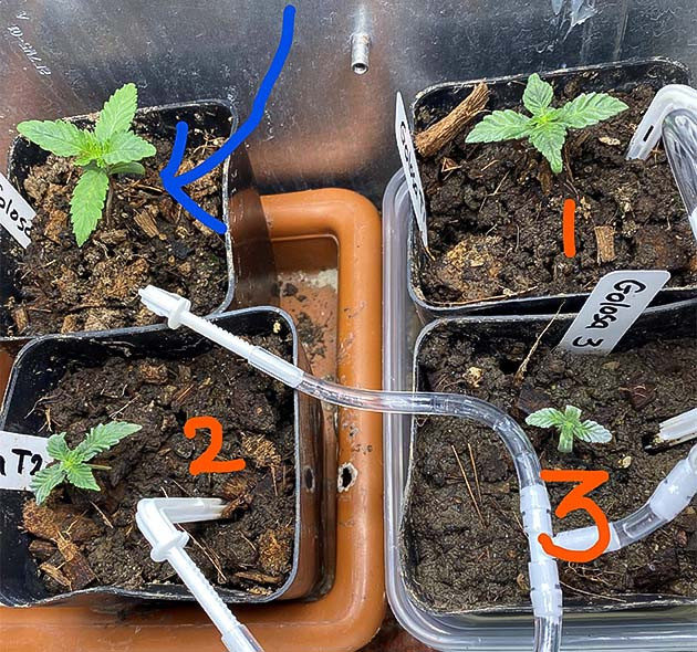 Фимминг и водный стресс куста Golosa от Delicious Seeds Ранняя стадия выращивания Golosa от Delicious Seeds