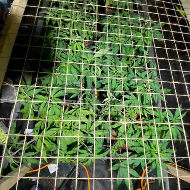 Шестая неделя выращивания Сетка ScrOG над кустами