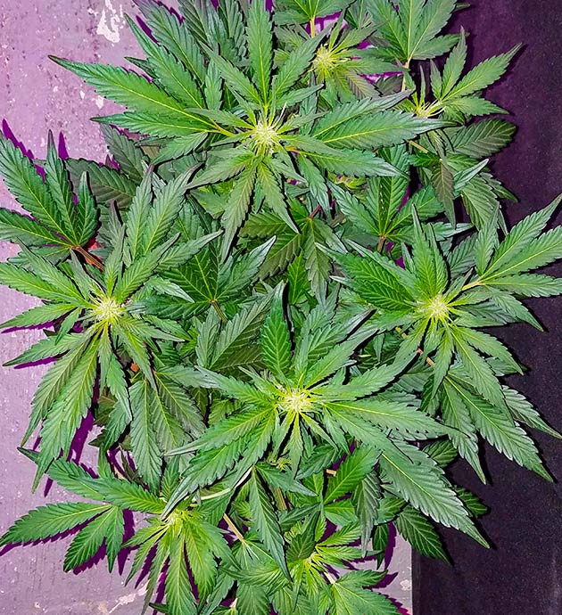 Точки роста шишек на макушке