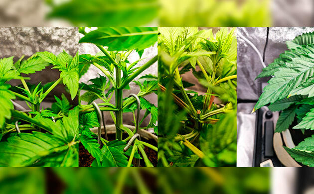 Куст 50 Dragons от UKHTA на 3 неделе развития