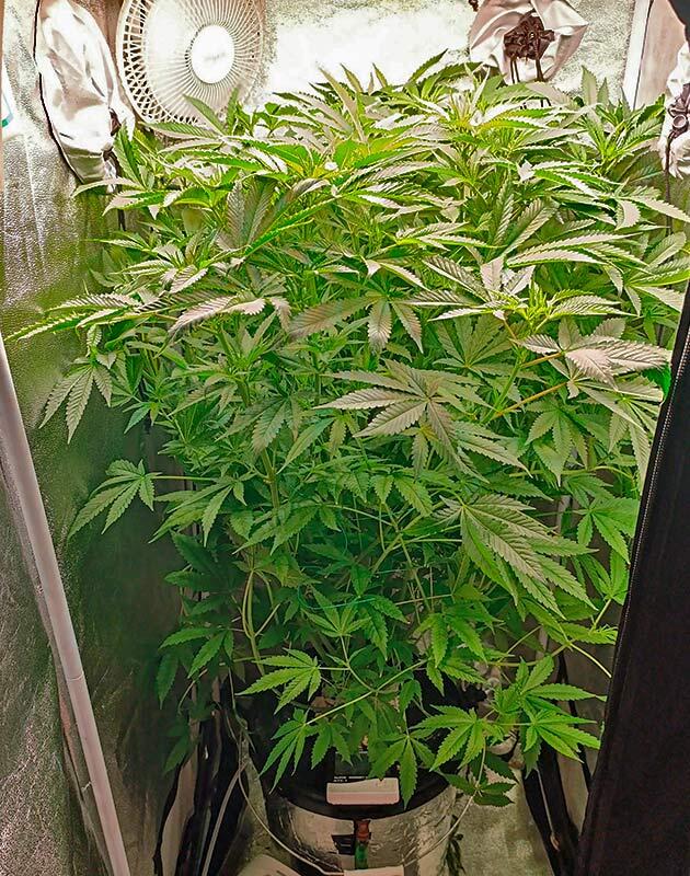 Каннабис Shiskaberry в боксе