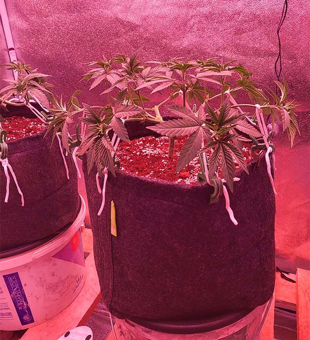 Дефолиация конопли Куст Jungle Breath на 7 неделе выращивания