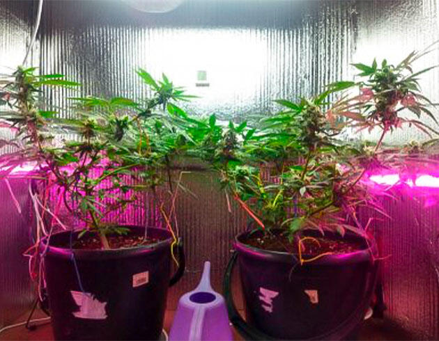 Кусты Auto Tutankhamon от Pyramid Seeds на 9 неделе