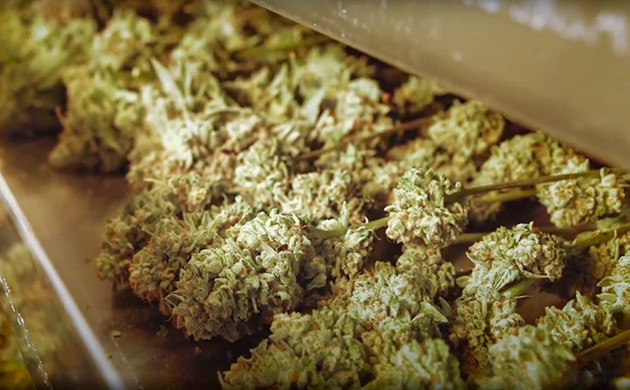 Velos Essence: эфирные масла