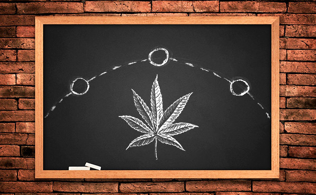 Влияние климата на цветение конопли