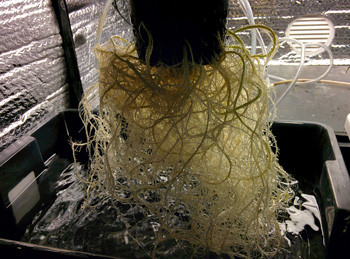 Развитие корня конопли на 9 неделе