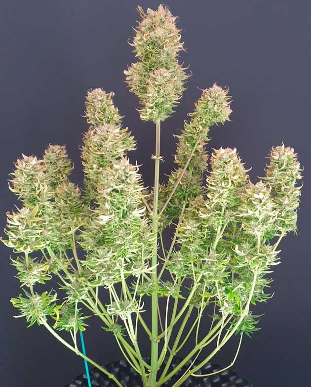 Куст Hellfire OG Auto от 7CH American на последней неделе