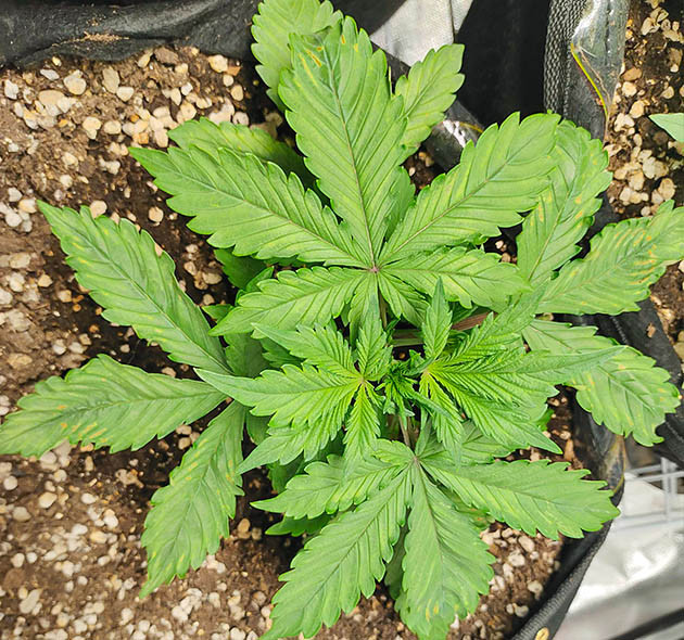 Приземистый куст с желтыми пятнами на листьях