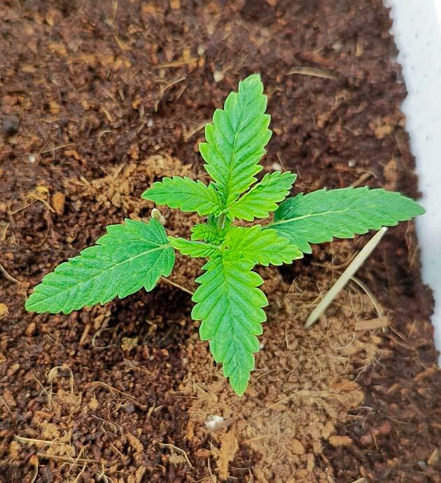 Полив конопли Ростки Mimosa Shot и Gorilla Zkittlez