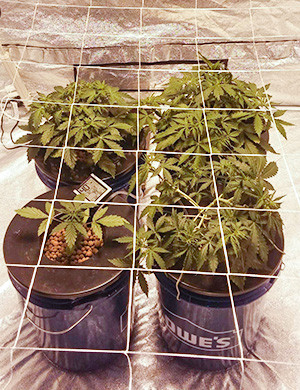 Сетка ScrOG натянутая над кустами