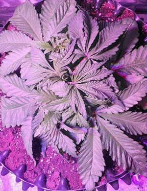 Формирование новых стеблей