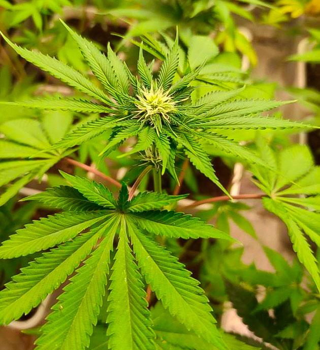 Стабильное развитие конопли Кусты Blueberry Hill на стадии цветения