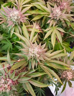 Появление пурпурного оттенка на соцветиях Соцветия пурпурного цвета