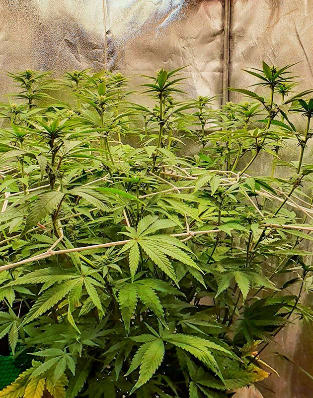 Куст Planet of the Grapes RBX ростом 71 см