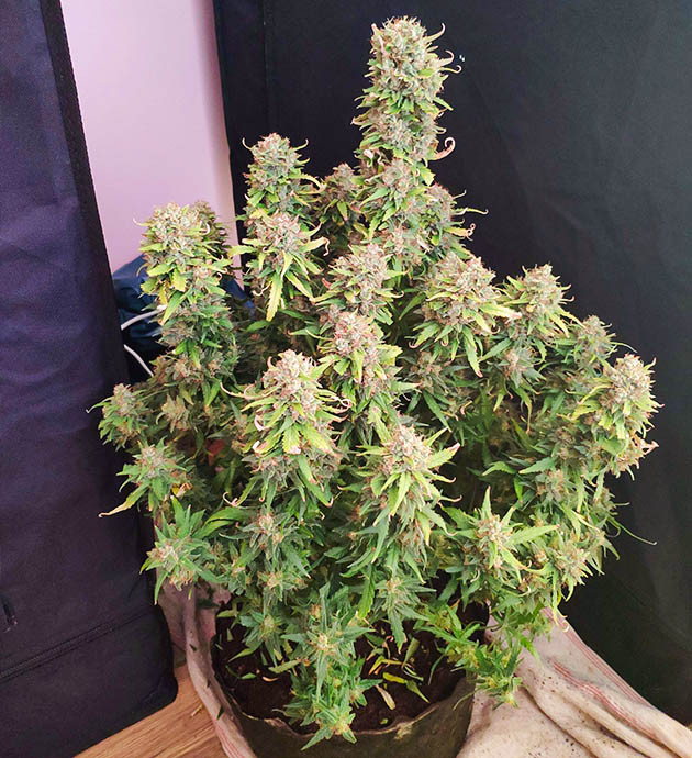 Второй куст Stardawg Auto