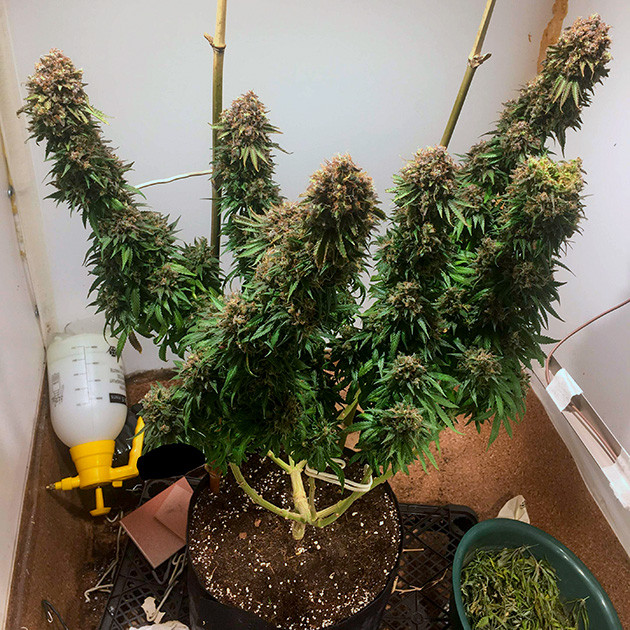 Обрезка листвы