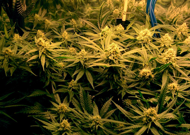 Появление сладкого запаха Развитие соцветий на 18 неделе выращивания