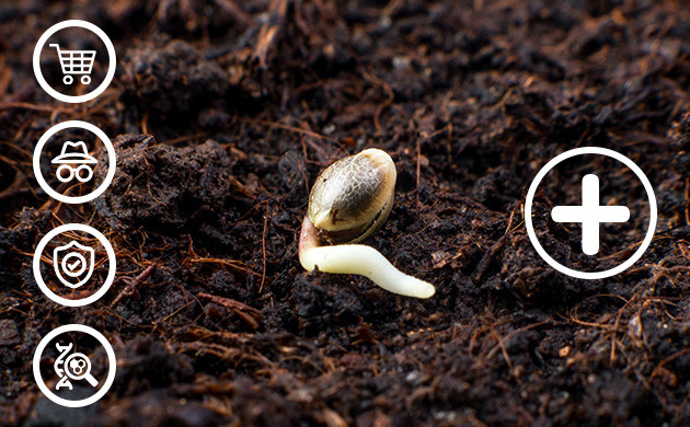 Пророщенное семя каннабиса