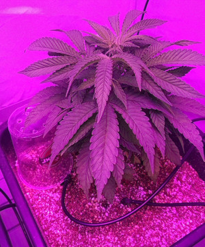 4 неделя выращивания Удобрения на стадии вегетации