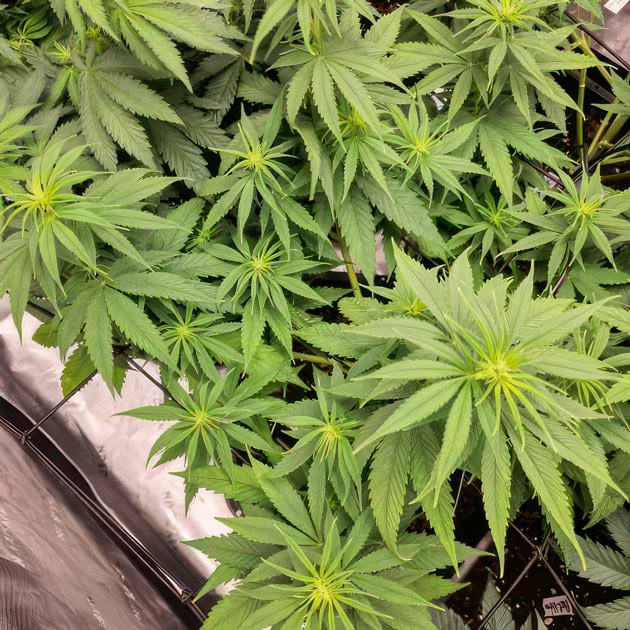 Apple Betty рост 55 см