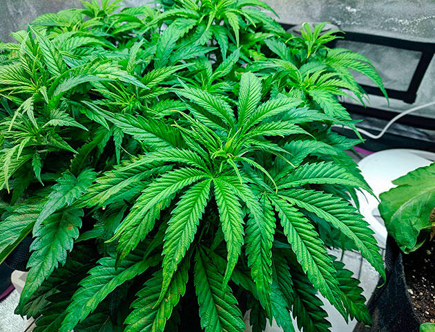 Плотный куст конопли перед переходом в цветение