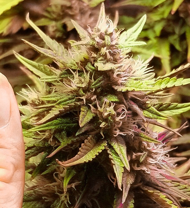 Гроурепорт марихуаны сорта Purple Juice Auto