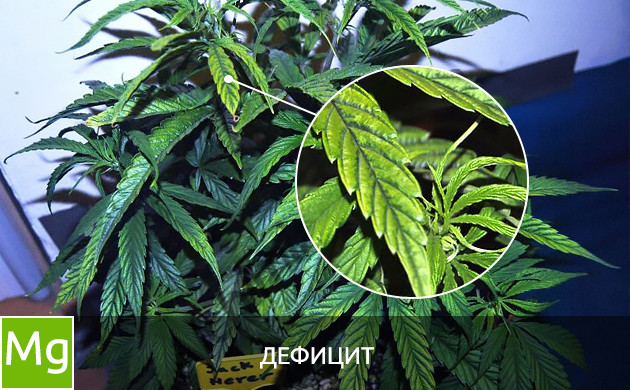 Дефицит магния Листья при дефиците магния