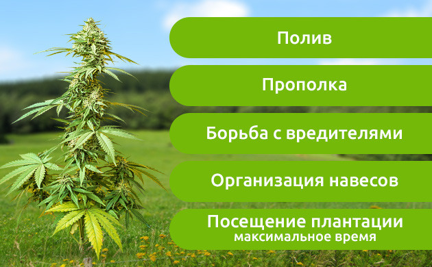 Перечень манипуляций для выращивания конопли в аутдоре