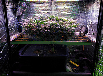 Куст Fruit Punch fem на второй неделе цветения