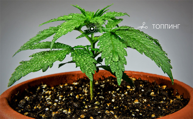 Topping конопли