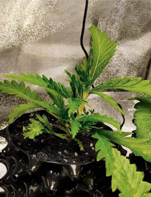 Листья другой формы у куста