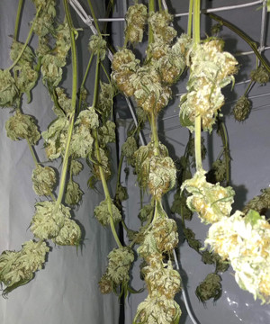 Сушка марихуаны Сушка веток марихуаны