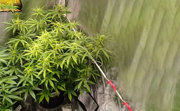 Начало цветения на 5 неделе выращивания Полив кустов Auto Lemon Kix