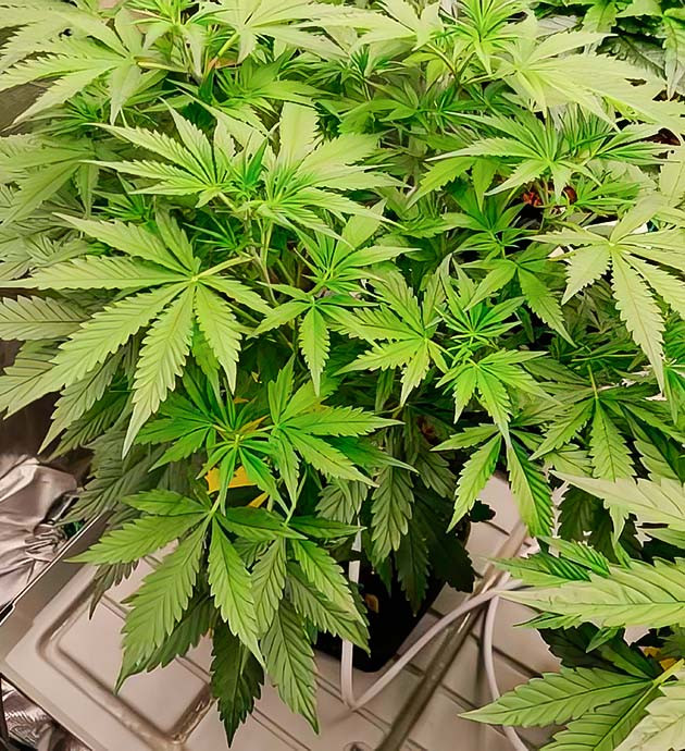 Звезда гроубокса Amnesia Zkittlez Auto