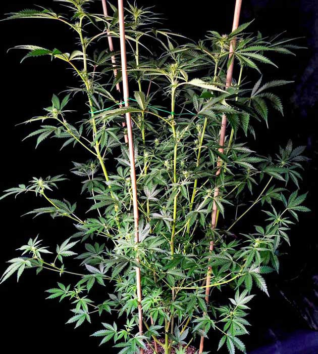 Переход на новую стадию жизненного цикла Lemon Citron Смена светильника и состава компота Lemon Citron