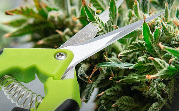 Тримминг шишек: профессиональные инструменты и подход Инструменты для тримминга каннабиса: ножницы и триммеры