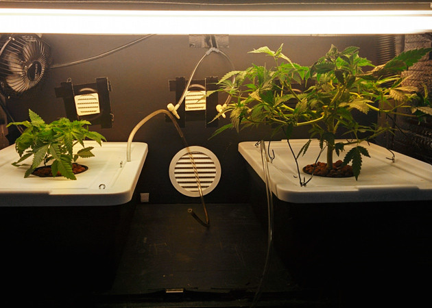 Повторное использование топпинга и дефолиации 2 куста конопли