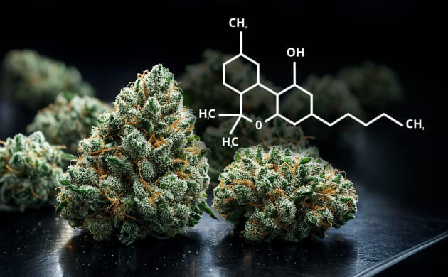 Уровень ТГК в шишках