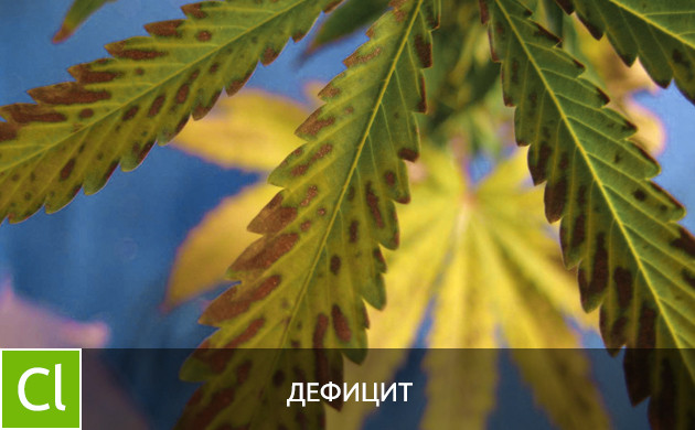 Дефицит хлора Листья при дефиците хлора
