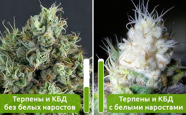 Белые соцветия конопли Марихуана с белыми наростами на соцветиях