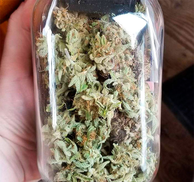 Собранные шишки сорта Quarter Pounder Autoflower