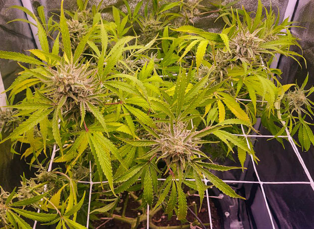 Выращивание сорта Cap Junky на 12 неделе