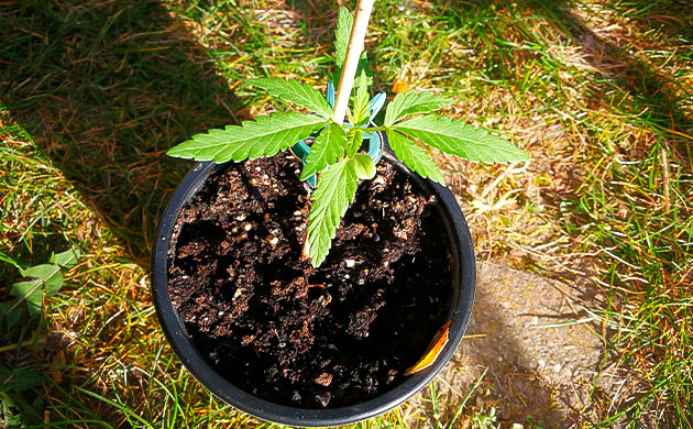 Первые недели выращивания в аутдоре Росток в трехлитровом горшке