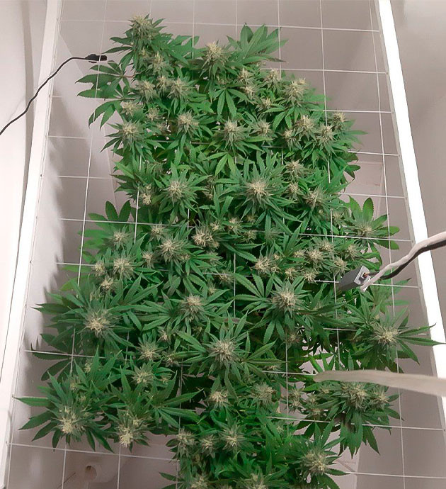 Интенсивный запах Glue Sherbet на цветении Быстрый рост Glue Sherbet