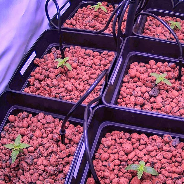 Ростки Bruce Banner #3 на 2 неделе