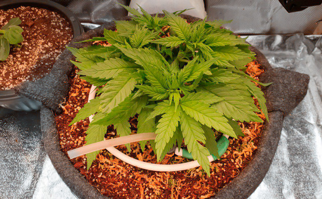 Рост каннабиса Power Plant X fem на 5 неделе