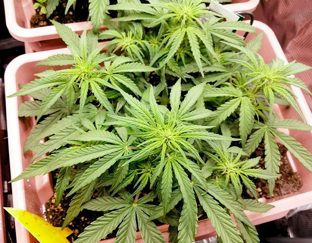 Начало цветения и проведение лёгкой дефолиации Куст Godfather OG Auto от 7CH American на 5 неделе